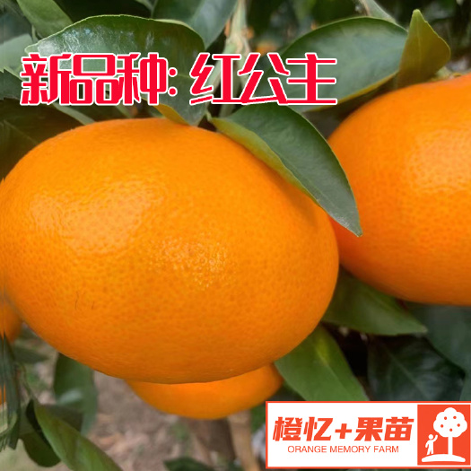 简阳市红公主柑橘苗（爱媛48号）晚熟新品种【批发+零售】