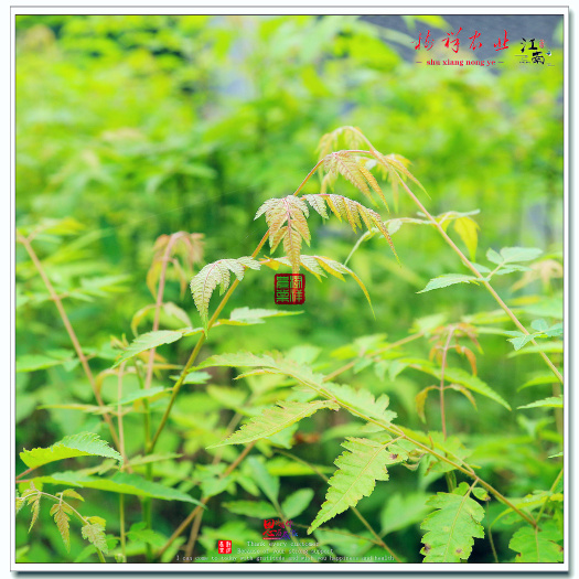 重庆市栾树苗，南栾树苗，北京栾树苗，黄山栾树苗0.5-5公分地径