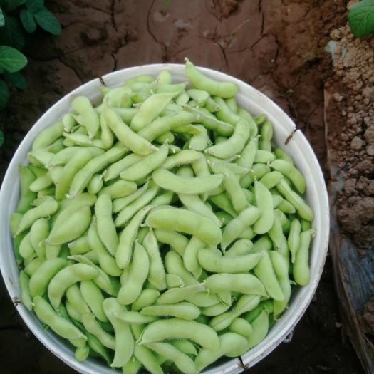 精品大白毛豆上货中