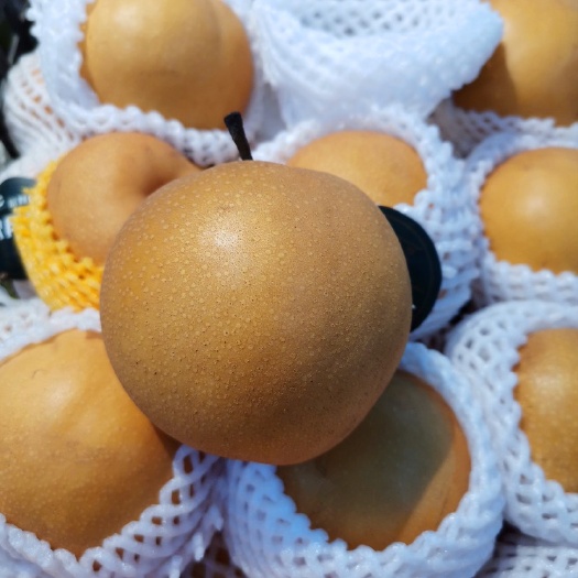 平邑县梨树苗 秋月梨树苗 嫁接梨树苗 中熟梨苗