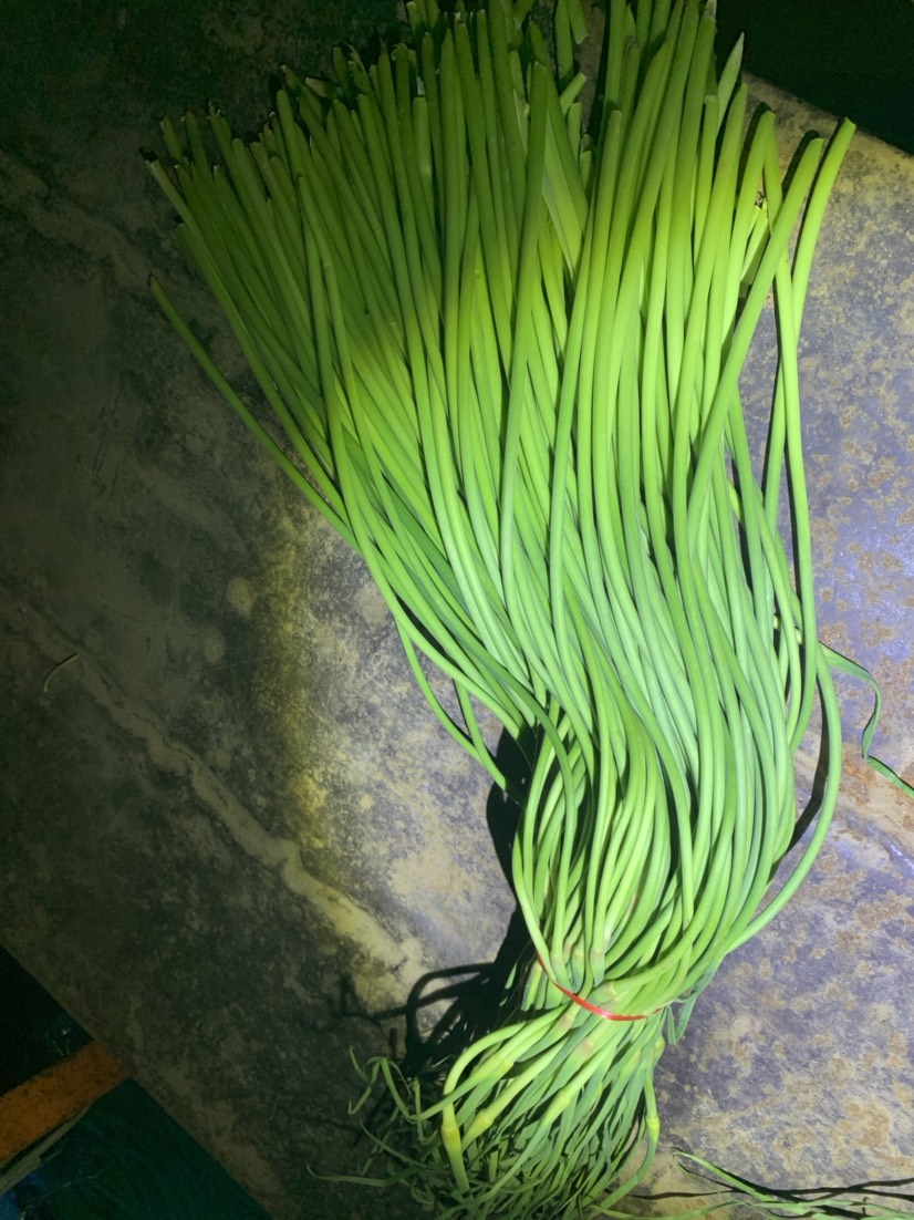 金乡县蒜薹 红帽蒜苔 大量上市 产地直发供应市场 电商 食代收代存
