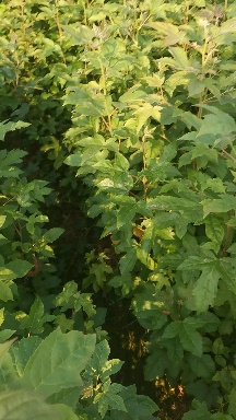 奉新县枫香苗，枫香小苗，江西一年枫香小苗价格