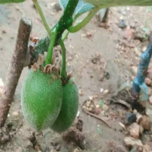 苍溪县嫁接徐香脆香猕猴桃苗，品种纯正，根系发达