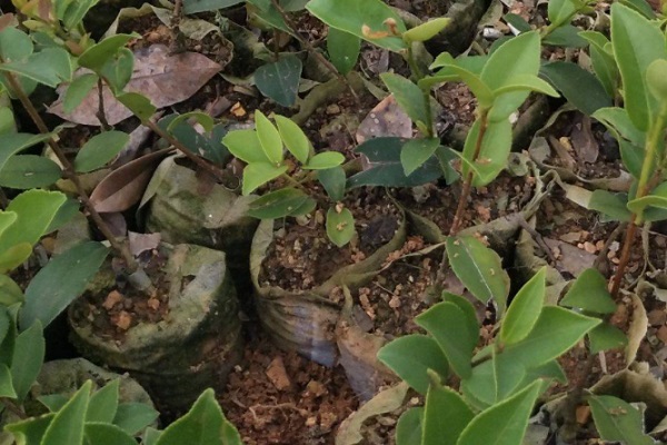 哪种油茶树的产量最高？