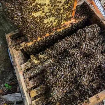 中华蜜蜂  自己蜜蜂、土蜜蜂 、现急售农家多年繁殖蜂群，远离闹市